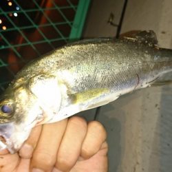 淀川ライトシーバス