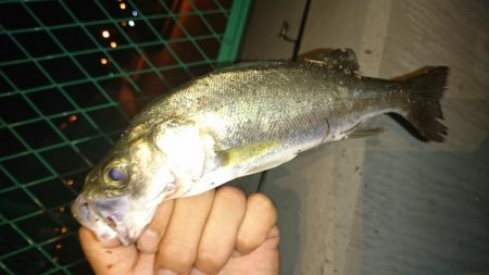 淀川ライトシーバス