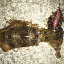 アオリイカ解禁