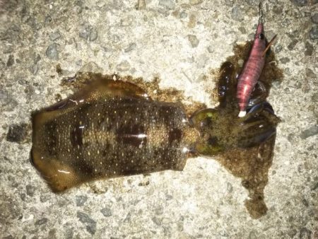 アオリイカ解禁