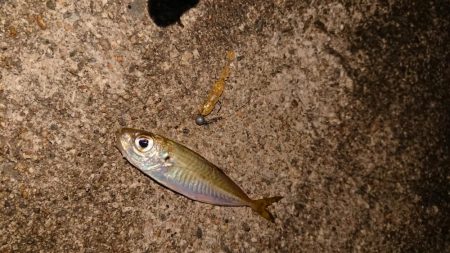 出張先でエギング、アジング