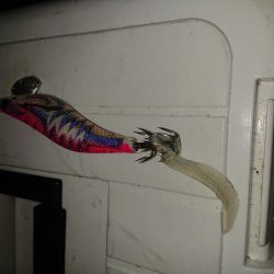 久しぶりの良型!