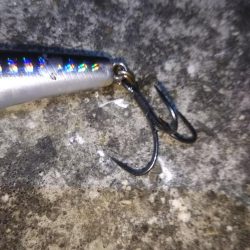 マイワシパターン??