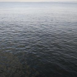 今日もタチウオ調査､結果は・・・