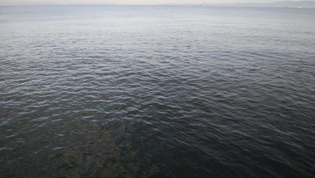 今日もタチウオ調査､結果は・・・