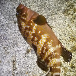 今シーズン初エギング