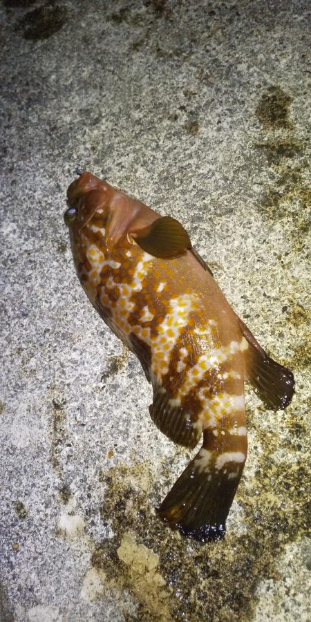 今シーズン初エギング