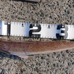 ショアハマチ！