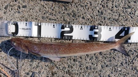 ショアハマチ！