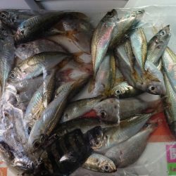 久しぶりの淡路島釣行