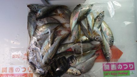 久しぶりの淡路島釣行