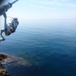 越前地磯の新子