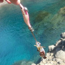 越前地磯の秋イカ