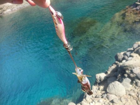 越前地磯の秋イカ