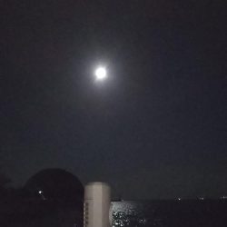 ツバス？ハマチ？