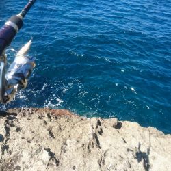 越前地磯の秋イカ