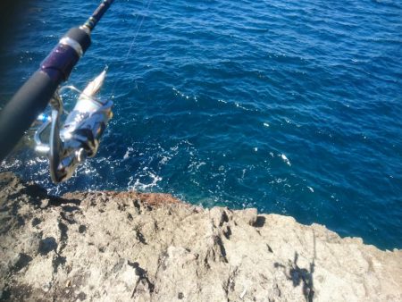 越前地磯の秋イカ