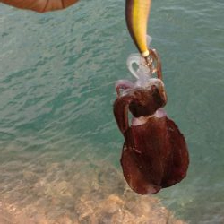 清掃活動からのエキング