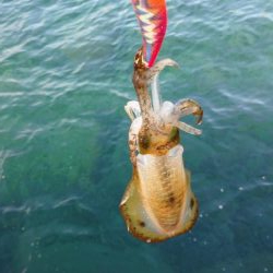 仕事合間の新子調査