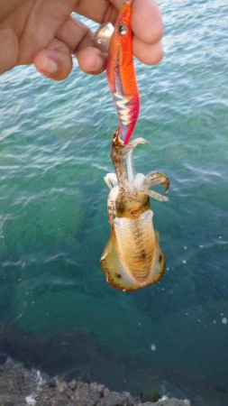 仕事合間の新子調査