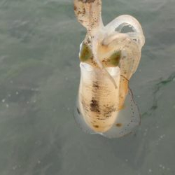 仕事前後にエギング