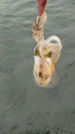 仕事前後にエギング