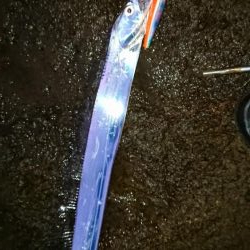 シーバス&ロックフィッシュ