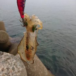 アオリ新子調査2