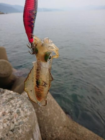 アオリ新子調査2