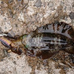 数はそこそこも小さい