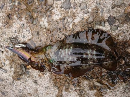 数はそこそこも小さい