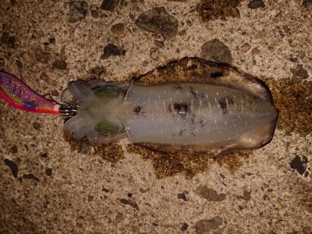 攻め方いろいろ