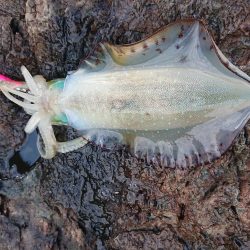 渋いながらもチョイ良型