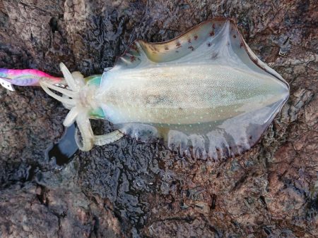 渋いながらもチョイ良型