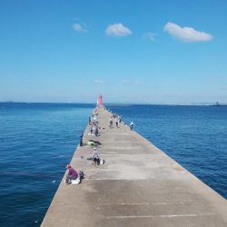 ７日連投の播磨新島釣行