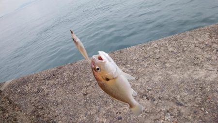 台風１７号通過後の播磨新島釣行