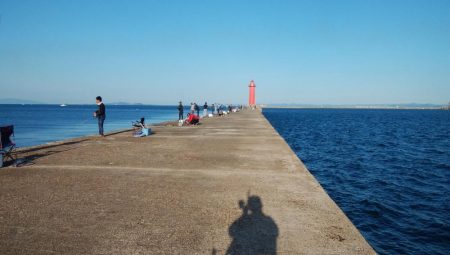 台風通過後2日目にキスが復活した播磨新島