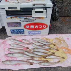 快釣続く播磨新島釣行