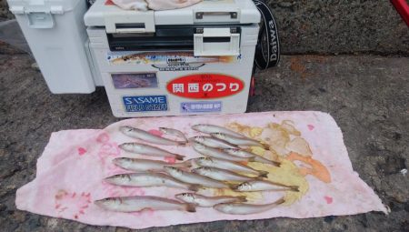 快釣続く播磨新島釣行