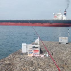 今日も、まずまずの播磨新島釣行