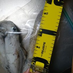 今年初のアオリイカ釣行