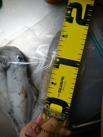 今年初のアオリイカ釣行