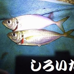 今日のアジ釣りは厳しかった。