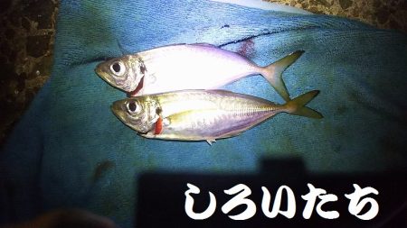 今日のアジ釣りは厳しかった。