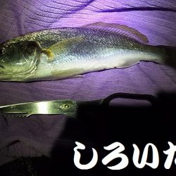 タチウオはまだ?