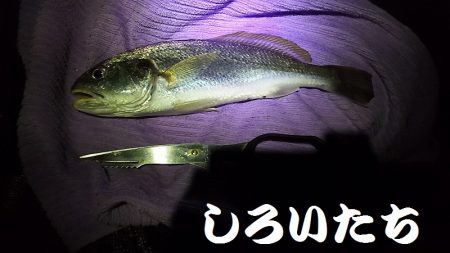 タチウオはまだ?