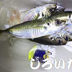 姫路アジをアジングでも釣ってみた