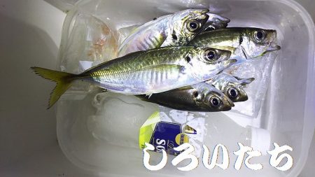姫路アジをアジングでも釣ってみた