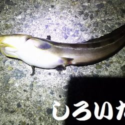 今日も、アジを狙いにいきました。