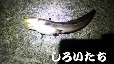 今日も、アジを狙いにいきました。